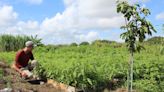 Plant it Forward among recipients of Houston Food Bank, Feeding America grant funding for urban farms