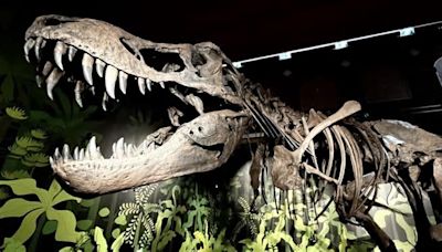 Alcalá de Henares acoge una espectacular exposición de fósiles de dinosaurios para conocer su historia