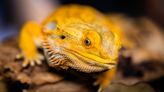 New Study Says Bearded Dragons May Expose People To a Rare Form of Salmonella