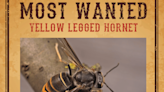 Georgia’s Most Wanted: the Yellow-Legged Hornet and how you can help