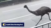 Hong Kong authorities still looking for owner of emu caught after 3-hour chase