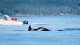 Killer whales’ scary boat sinkings are just wild teen behavior: Report