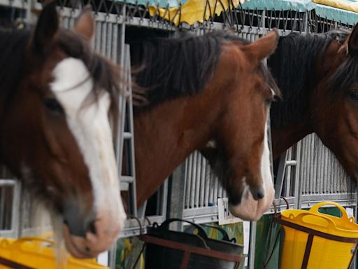 Budweiser Clydesdale horses coming to Margate, New Jersey for parade Thursday