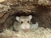 Roborovski dwarf hamster