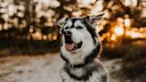 Gorgeous Husky Mix at Washington Animal Shelter Has Everyone Obsessed with His 'Floppy Ears'