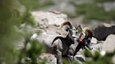 Opinion: Can the Sierra Nevada bighorn dodge extinction? It may mean reining in another wild animal