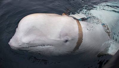 Russian ‘Spy Whale’ Hvaldimir Likely Died From Infection In Norway, Not Gunshot