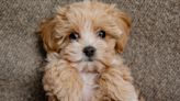 Pampered Maltipoo Likes to Match Her Food-Themed Toys To Whatever Mom Is Eating