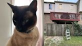 Prince, el gato que sacrificó su vida para salvar a su familia de un letal incendio