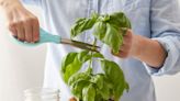 How to Propagate Basil in Soil or Water to Expand Your Herb Garden for Free