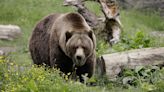 Grizzlies to return to Washington state under Biden administration plan