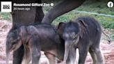 Meet the only surviving elephant twins in the US. They were just born at New York zoo