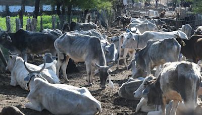 24 held for killing cows and oxen in Madhya Pradesh; police say conspiracy to slaughter them hatched in Nagpur
