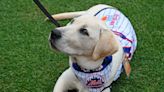 Shea the Puppy Is Bringing Smiles to the New York Mets While Training to Become a Service Dog