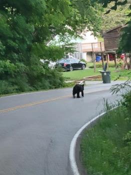 Black Bear Goes On The Prowl In Hixson