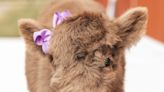 Mini cow available for bottle feeding at Chesterfield farm