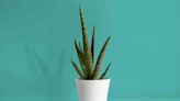How to Care for an Aloe Vera Plant