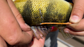Idaho Fish and Game asks recreators to be aware of tagged fish