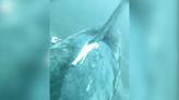 Watch a shark's perspective as boat cuts across her back, damaging skin, scraping fin