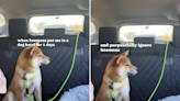 Dog can't hide her feelings when owners pick her up after vacation: "Angry"