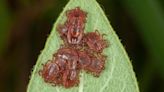 OVER THE COLES: Be on the lookout for Asian longhorned ticks