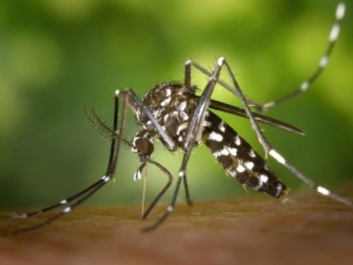 Avanço da dengue: Nova Friburgo já contabiliza 2.024 casos positivos
