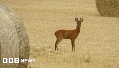 Dorset's Big Picture: 5 Aug - 11 Aug 2024