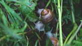 Gardener's notebook: Slugs and snails throwing a wet weather party in your garden? Here's how to turf them out