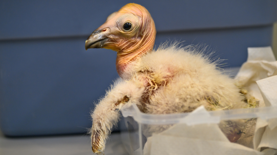 L.A. Zoo boasts record year for California condor births