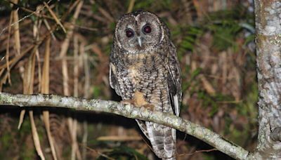 宜蘭太平山「仲夏賞鳥季」 一睹灰林鴞、青背山雀風采