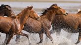Lo que nos susurran los caballos de Doñana: el virus del Nilo Occidental seguirá creciendo en España