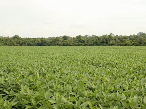 CVM autoriza Balcão Agrícola do Brasil a atuar como balcão organizado