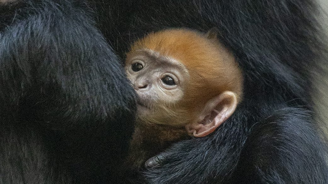 San Diego Zoo welcomes first Francois’ langur baby in five years