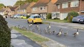 Residents in posh town plagued by invading geese from nearby beauty spot