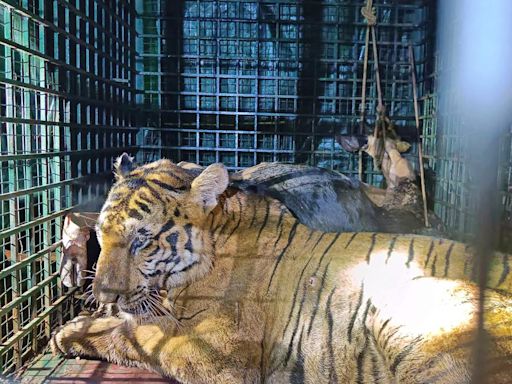 Elusive tiger that preyed on domestic animals captured in Kerala’s Wayanad