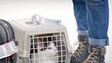Free rabies vaccine drive-thrus for cats and dogs coming this May