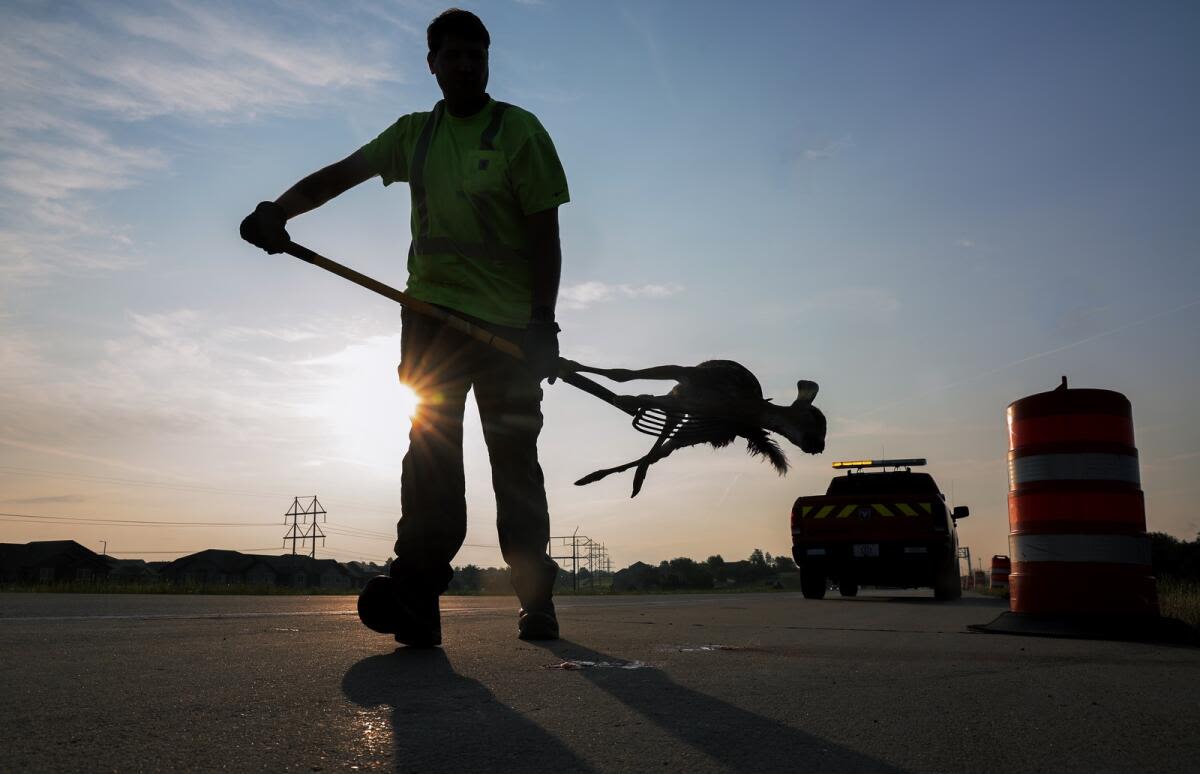 Curious Iowa: Who picks up roadkill?