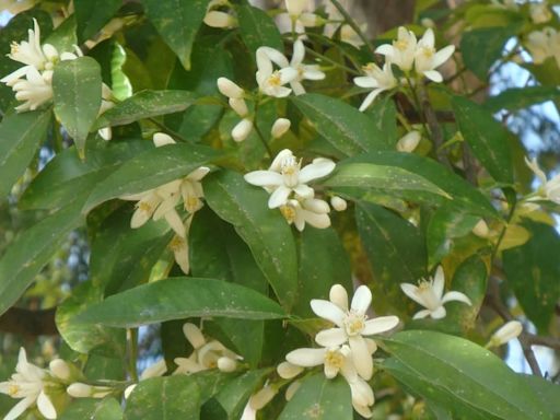 Estos son los increíbles beneficios de la flor de azahar
