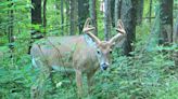 More than 30 deer in northwestern Pa. found dead from hemorrhagic disease