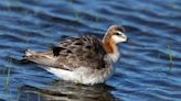 Nature: Contemplating the sought-after phalaropes