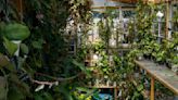 Greenhouses help Charleston gardeners' passions and plants grow year-round