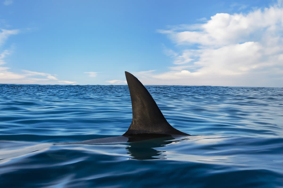 7-Foot Shark Swims at Full Speed Toward Shore Full of Stunned Beachgoers in Spain