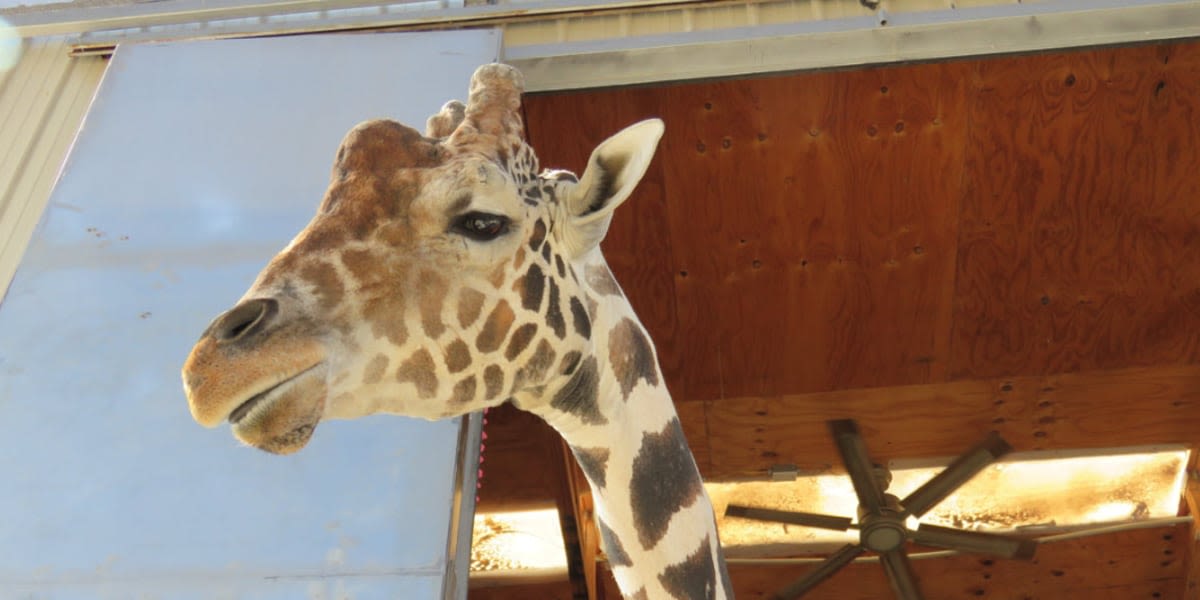 Ozzie the Giraffe dies after early morning fall at Lion Habitat Ranch