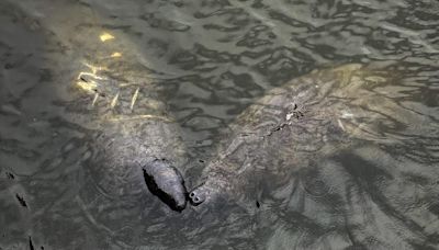 Pair of manatees spotted in the Hague in Norfolk