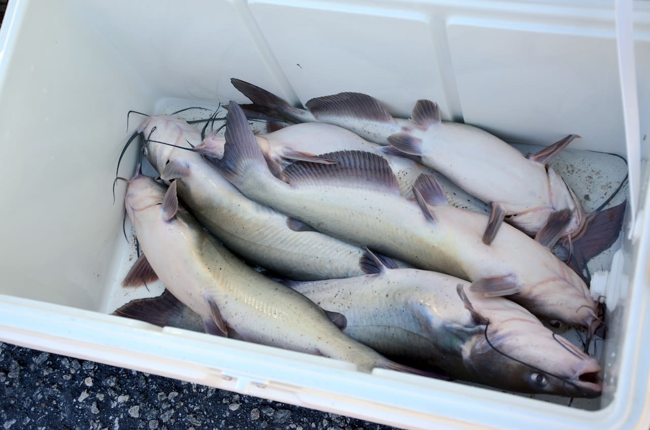 Alabama issues fish consumption advisories, but who reads them?