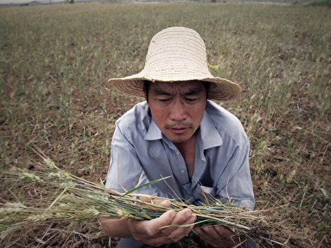 分析：中國「旱澇急轉」 糧食安全難保 | 洪水 | 乾旱 | 洪澇 | 大紀元