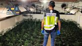 Desarticulan una organización de cultivo de marihuana en Albacete