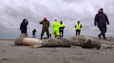 More than 2,000 endangered Caspian seals found dead on Russian coast