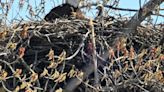 SENTINEL SNAPSHOTS: A bald eagle is born