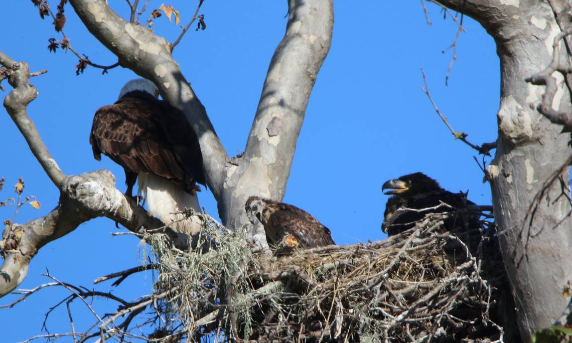 Abducted baby hawk still alive and well in SLO County eagle’s nest. See the videos